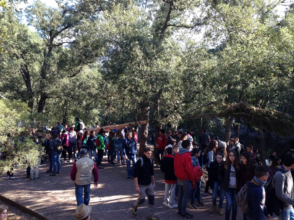 The tree is felled and placed onto a cart for the Sant Antoni fiesta in Pollensa