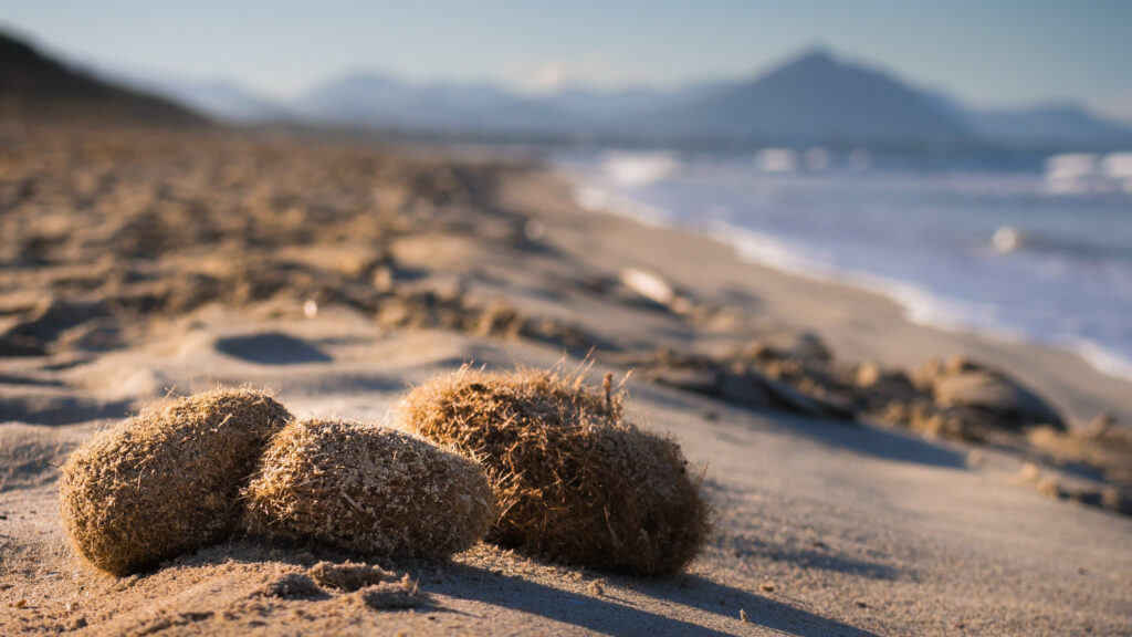 Muro Beach detail