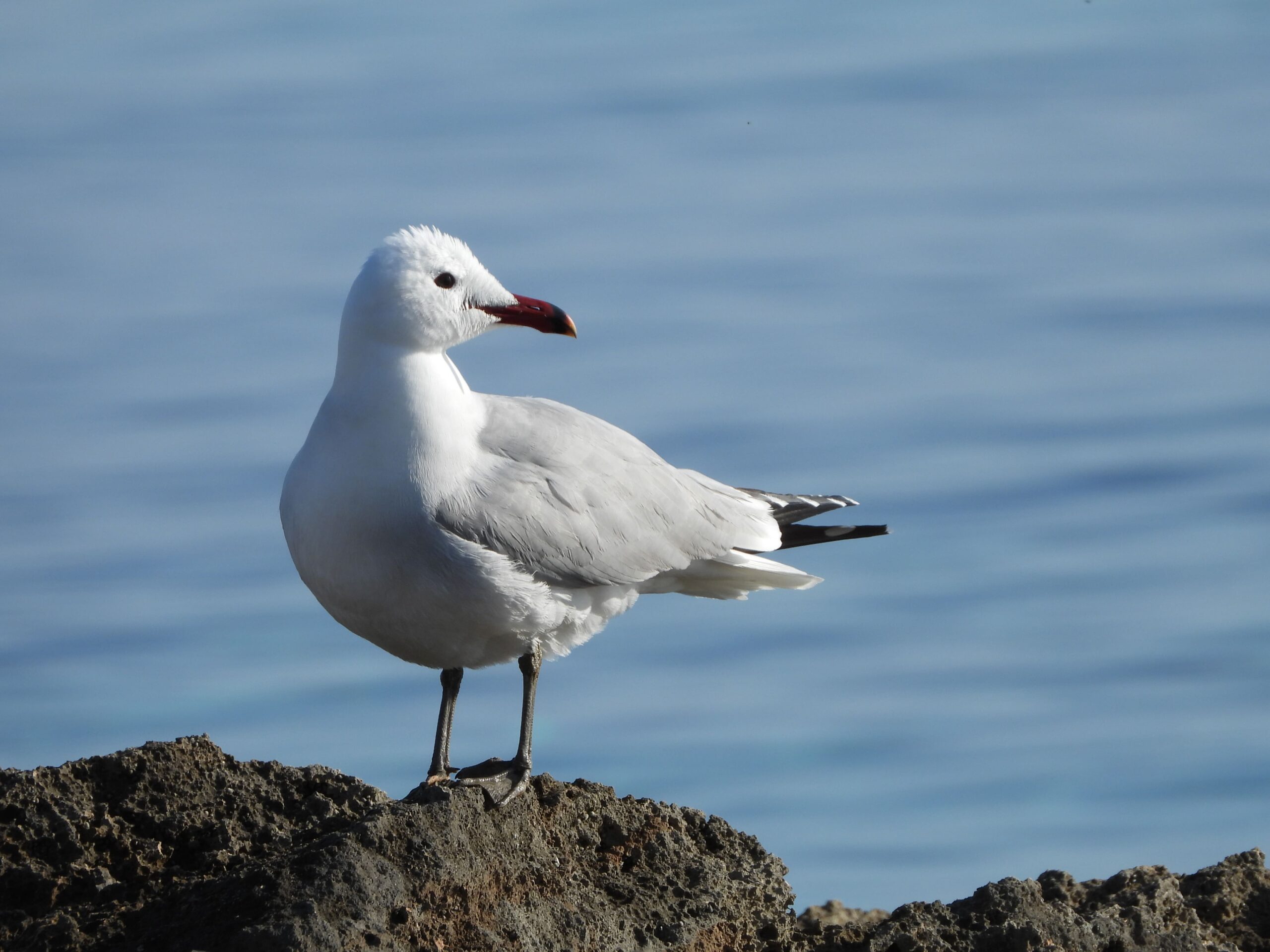 Neville Davis Audouin's Gull