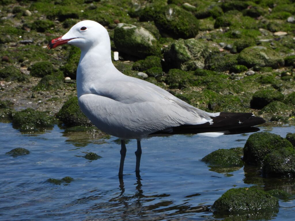 Neville Davies Audouin's Gull