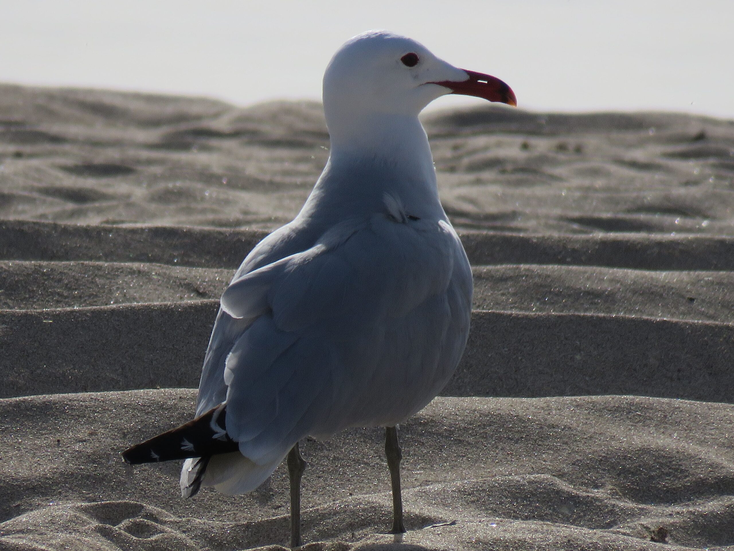 Neville Davies Audouin's Gull