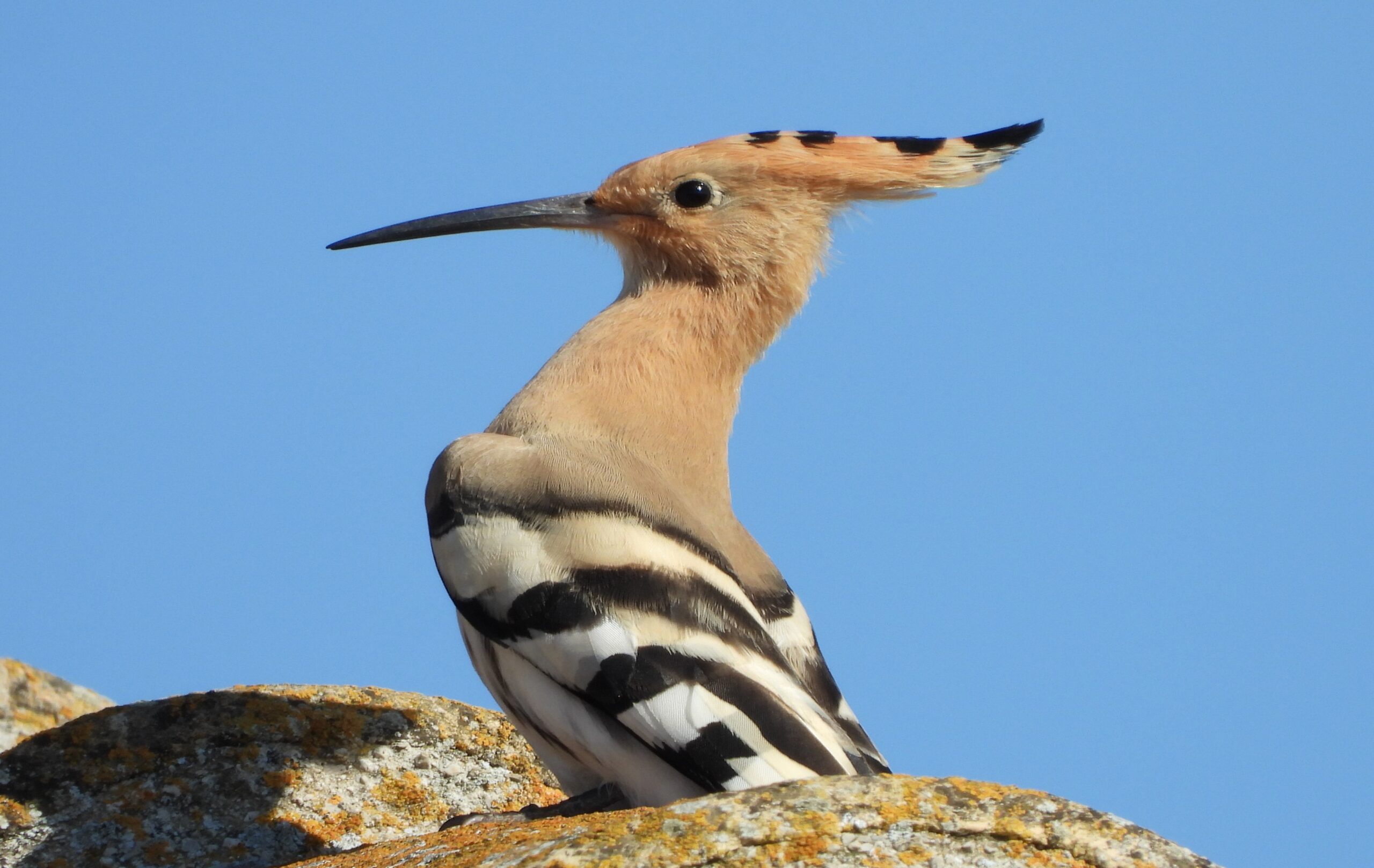 The Hoopoe