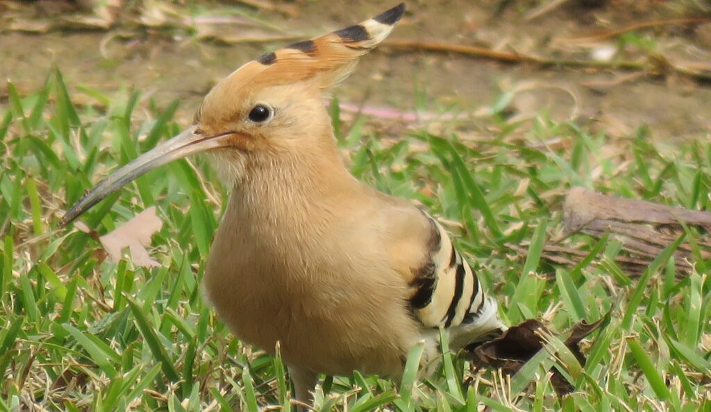 Hoopoe 2