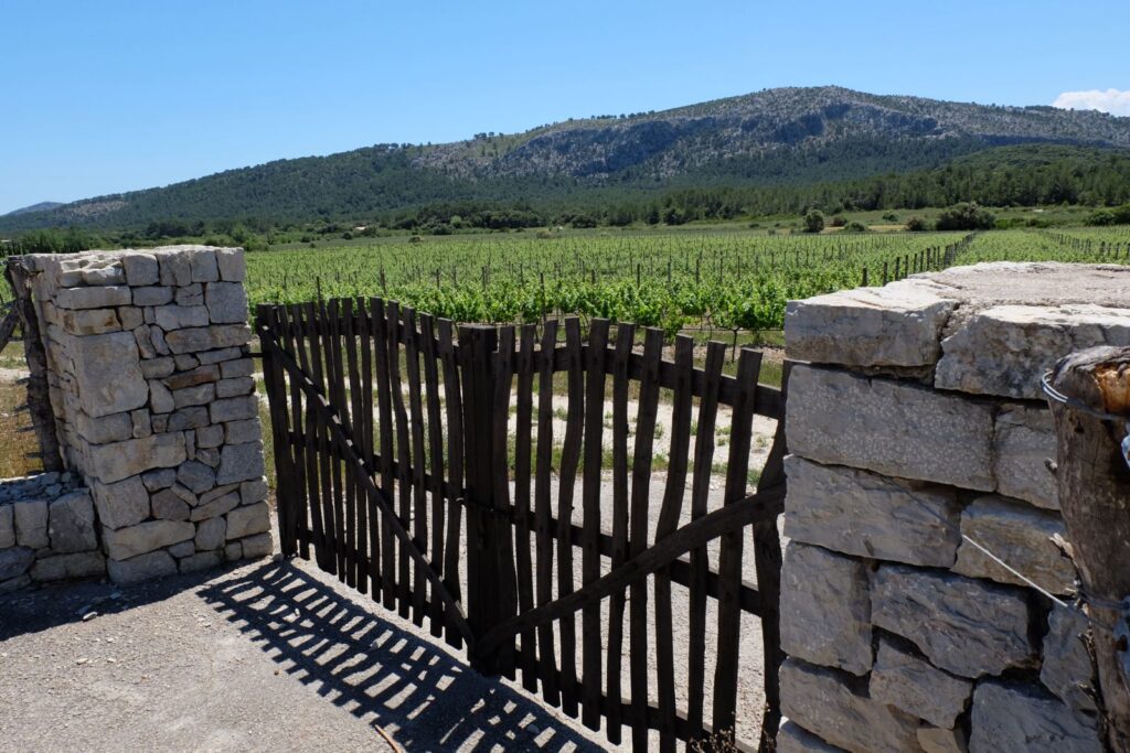 wines of mallorca - vineyard