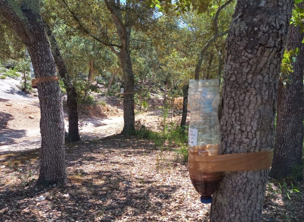 Home Made traps to combat the oak weevil (banyarriquer)